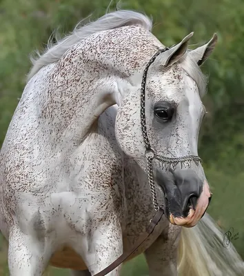 Чалая масть лошадей - Мой Конь