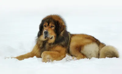 Best Wish - Самая крупная порода собак😮 Английский мастиф – старинная  английская порода собак, которая носит статус самой большой породы собак в  мире. Средний рост этих гигантов составляет 69-91 см, а вес