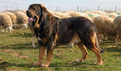 Тибетский мастиф: фото собаки, описание, характер породы - Purina ONE®