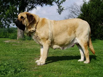 Тибетский мастиф, немецкий дог и другие большие собаки, внешний вид которых  впечатляет