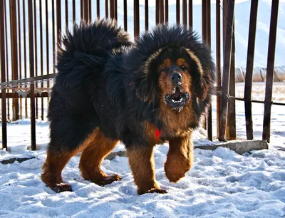 Тибетский Мастиф - Самая Дорогая порода Собак | Pinterest | Собаки,  Тибетский мастиф, Породы собак