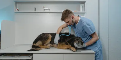 Опухоль молочных желез у собаки - лечение, операция