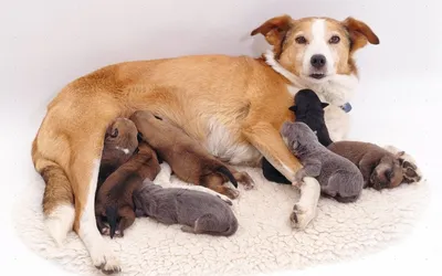 Мастит у собаки: лечение в домашних условиях