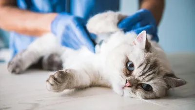Как распознать рак груди у кошки?