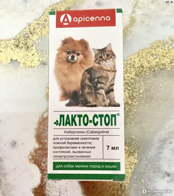 Мастэктомия опухолей молочных желез у животных - vchot.ru