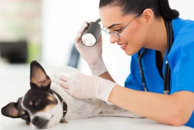 Мастопатия у собаки: симптомы и лечение в домашних условиях