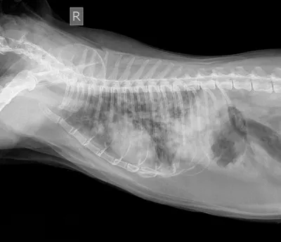 Опухоль молочных желез у собаки - лечение, операция