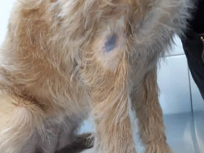 Рак кожи у собак - симптомы, диагностика, лечение - Сеть Ветеринарных  Центров \"МЕДВЕТ\"