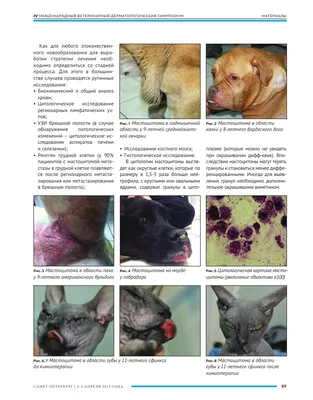 Агрессивная мастоцитома у собаки. Случай из практики ветеринара- онколога,  хирурга | ВКонтакте