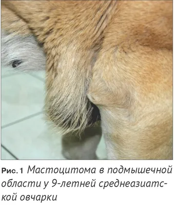 Мастоцитома собак: этиология, клиника, диагностика и лечение