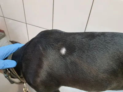 Управление ветеринарии Брянской области - Мастоцитома у собак