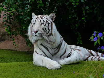 Мазандаранский тигр фото 