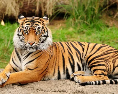 Мазандаранский тигр - 69 фото