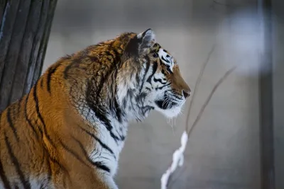 Яванский тигр - картинки и фото koshka.top