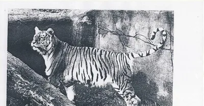 Файл:Siberian-Tiger.jpg — Википедия