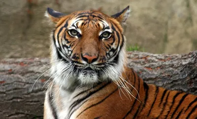 The Tiger of Mazandaran (1968) - IMDb