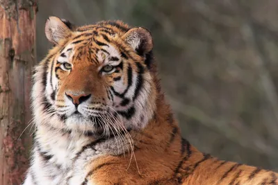 Мазандаранский тигр - 49 фото
