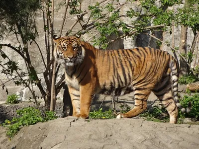 https://priroda.club/52780-balijskij-tigr-32-foto.html