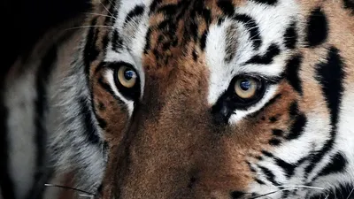 Балийский тигр (32 фото) - 32 фото