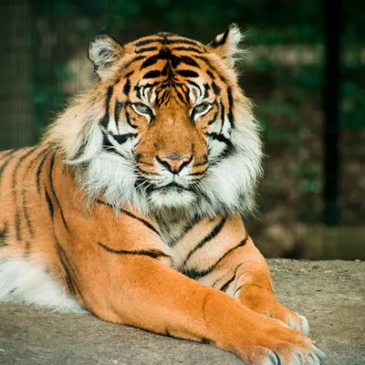Туранский тигр в казахстане - 55 фото