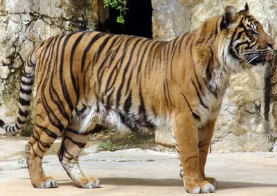 Мазандаранский тигр - 73 фото