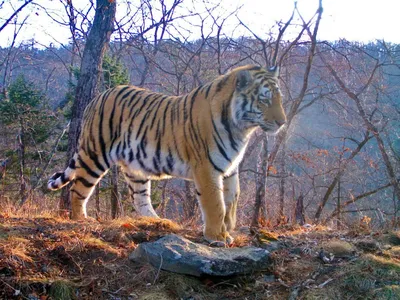 Мазандаранский тигр (67 фото) - красивые фото и картинки pofoto.club