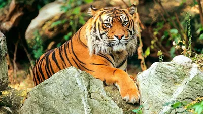 Королевский тигр - 65 фото