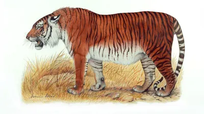 Мазандаранский тигр - 49 фото