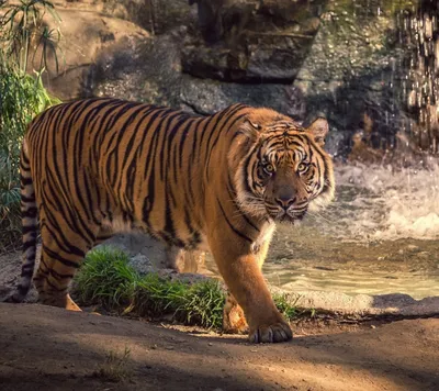 Мазандаранский тигр (40 фото)