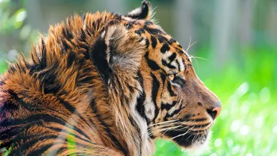 Закавказский туранский тигр - 41 фото