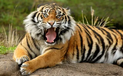 Суматранский тигр (37 фото) - 37 фото