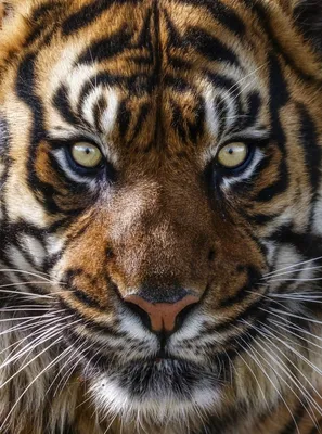 Африканский тигр (67 фото) - фото - картинки и рисунки: скачать бесплатно