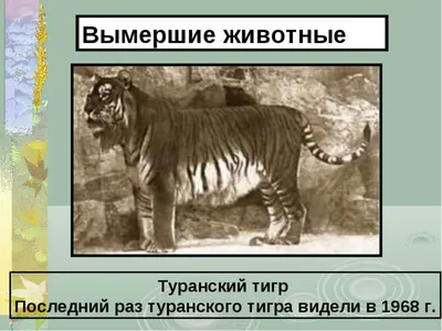 5 животных, недавно исчезнувших в России | Узнай Россию | Дзен