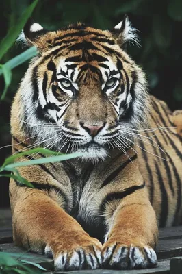 Суматранский тигр - 63 фото