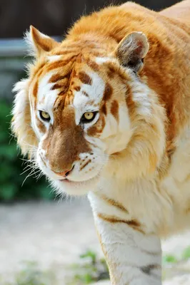 Интересные факты о тиграх » uCrazy.ru - Источник Хорошего Настроения