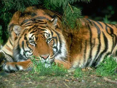 Мазандаранский тигр - 73 фото