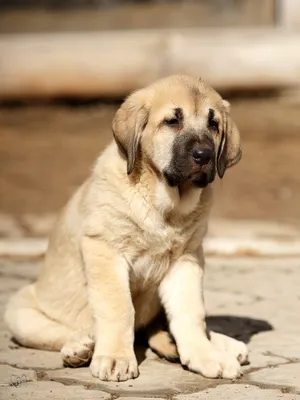 Меделянская собака в полный рост …» — создано в Шедевруме