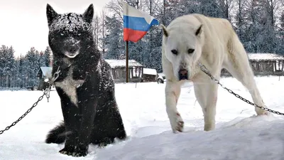 Меделян - вымершая русская порода собак. С такими собаками ходили на  медведя. 👇 : r/Bibliotekar