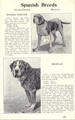Меделянская собака - 63 фото