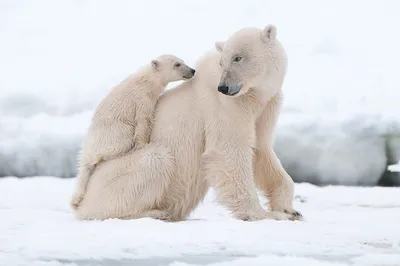 Фото Медведь и малыш в формате jpg