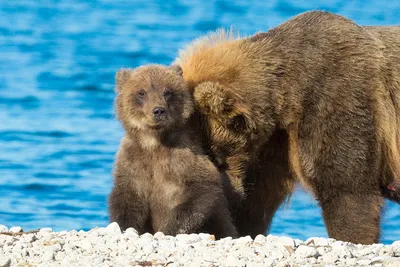 Картинки Медведь и малыш для скачивания бесплатно