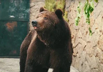 Волшебные фоны Медведь и малыш в 4k разрешении