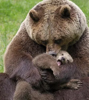 Уникальные фоны Медведь и малыш в hd качестве