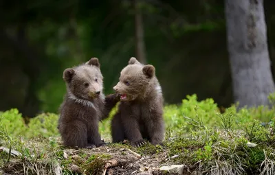 Фото Медведь и малыш: новое изображение для фантазийных обоев