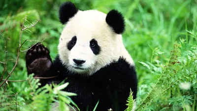 Панда Медведь Зоопарк - Бесплатное фото на Pixabay - Pixabay