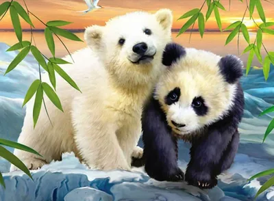 Панда это медведь? Описание, фото и видео - Научно-популярный журнал: «Как  и Почему»