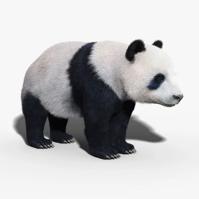 Мягкая игрушка панда. Мишка, медведь панда в интернет-магазине Ярмарка  Мастеров по цене 3700 ₽ – TWE0WBY | Мягкие игрушки, Великий Новгород -  доставка по России