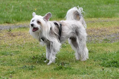 Пропала китайская хохлатая собака в Орске, вознаграждение за информацию |  Pet911.ru