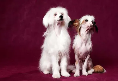 Китайская Хохлатая Собака — стоковые фотографии и другие картинки Без людей  - Без людей, Белый фон, В помещении - iStock