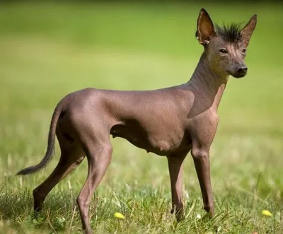 Мексиканская лысая собака фото фотографии